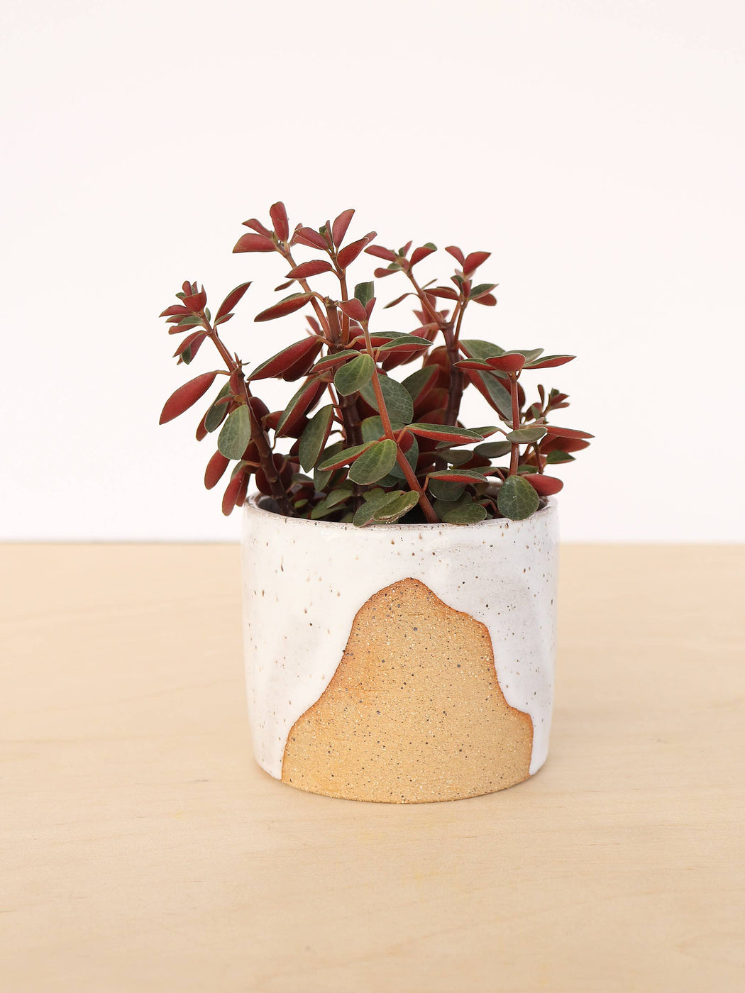 Nightshift Ceramics | Small Ceramic Planter | Drift White | Hazel & Rose | Minneapolis