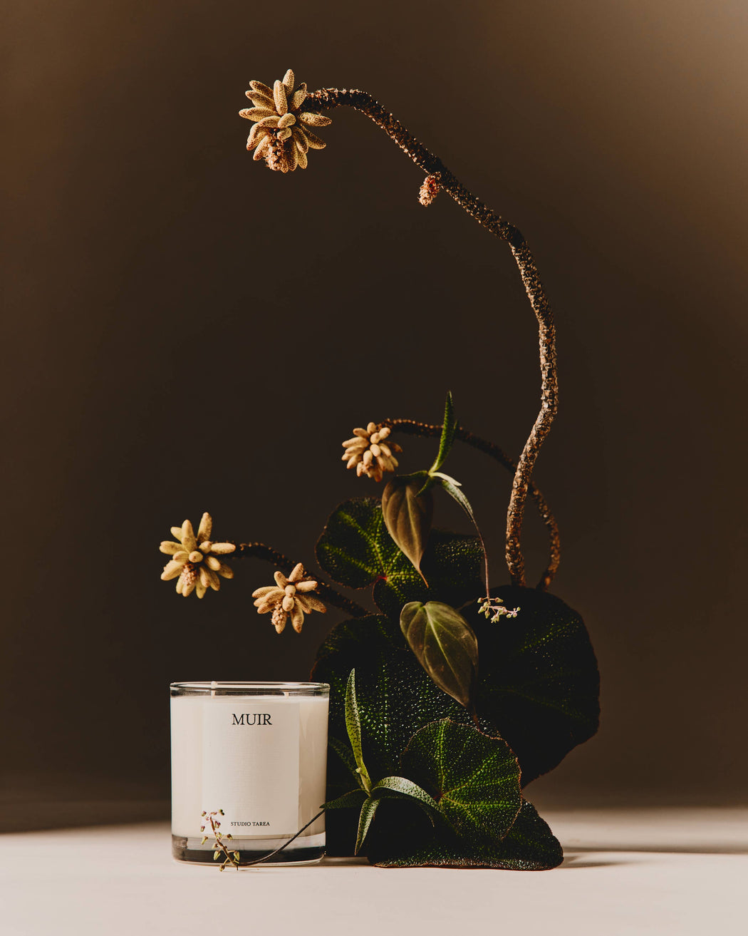 Muir | Fresh, Woodsy Candle Inspired by Muir Woods