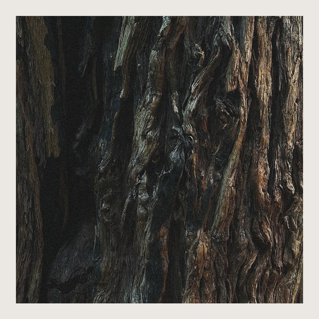 Muir | Fresh, Woodsy Candle Inspired by Muir Woods