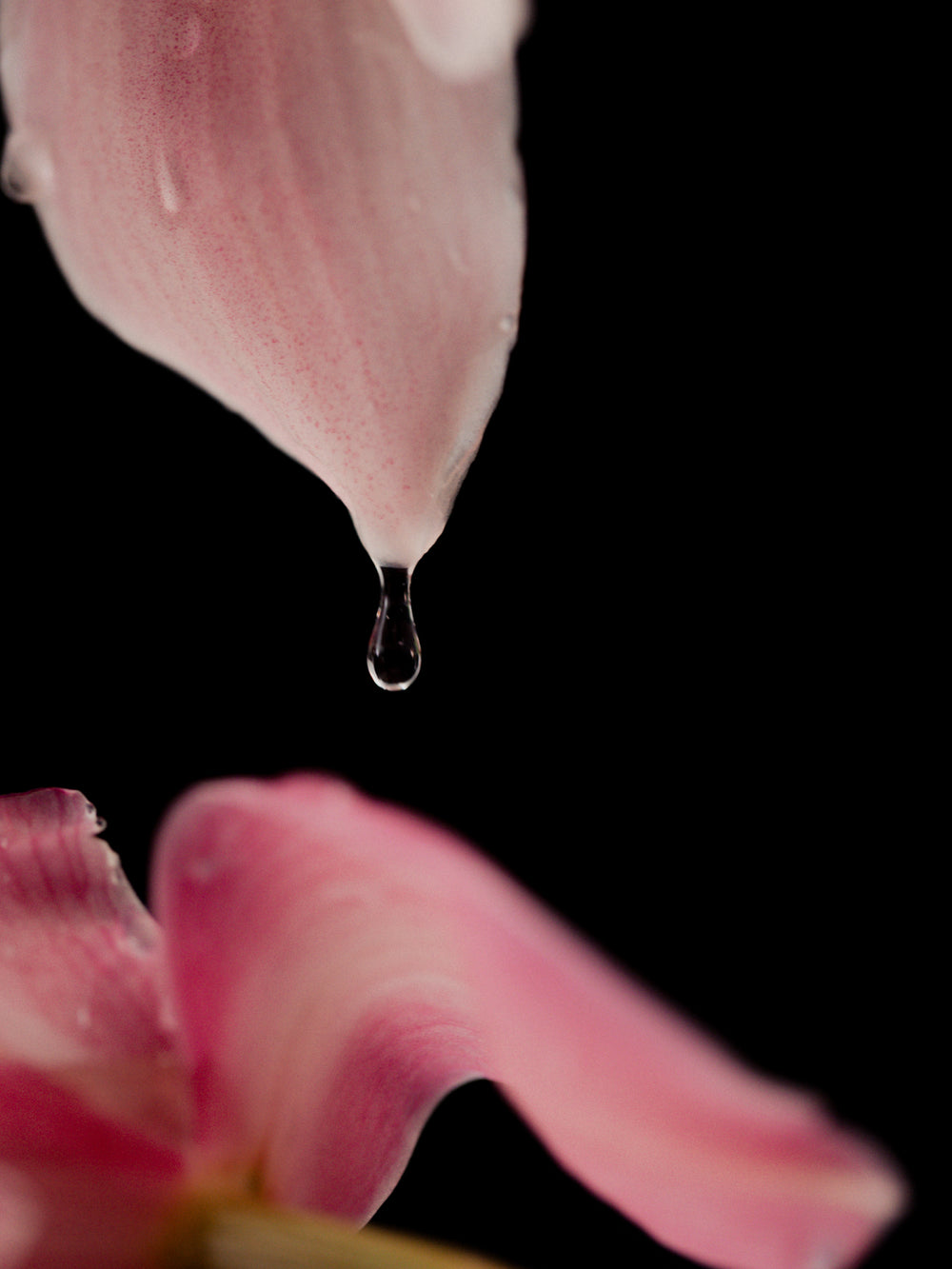 FLOWER EATER PERFUME OIL