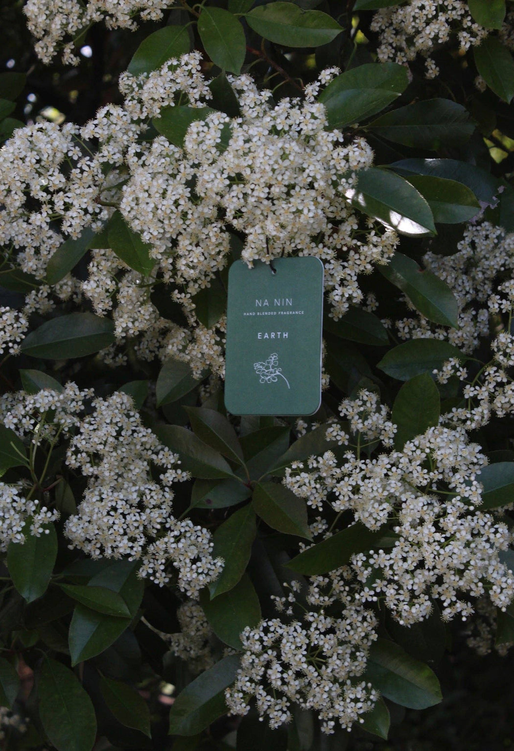 Earth Fragrance Card
