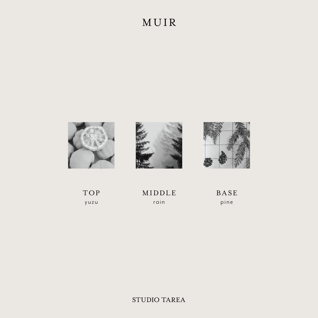 Muir | Fresh, Woodsy Candle Inspired by Muir Woods
